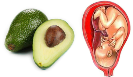 avocados cervix perfect