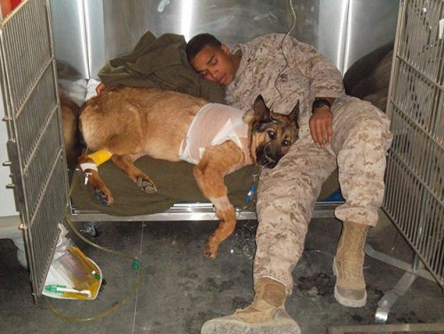 978695 Cpl Rodriguez with Lucca recovering