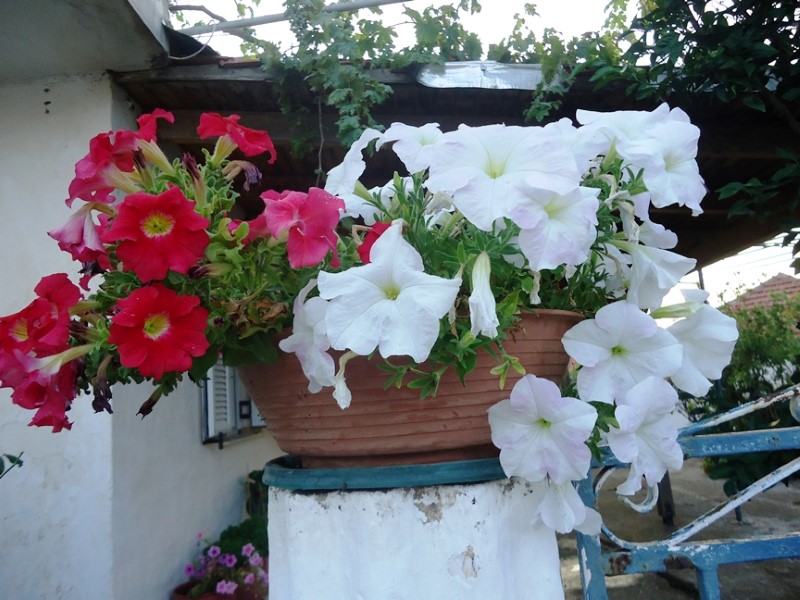 DSC00412