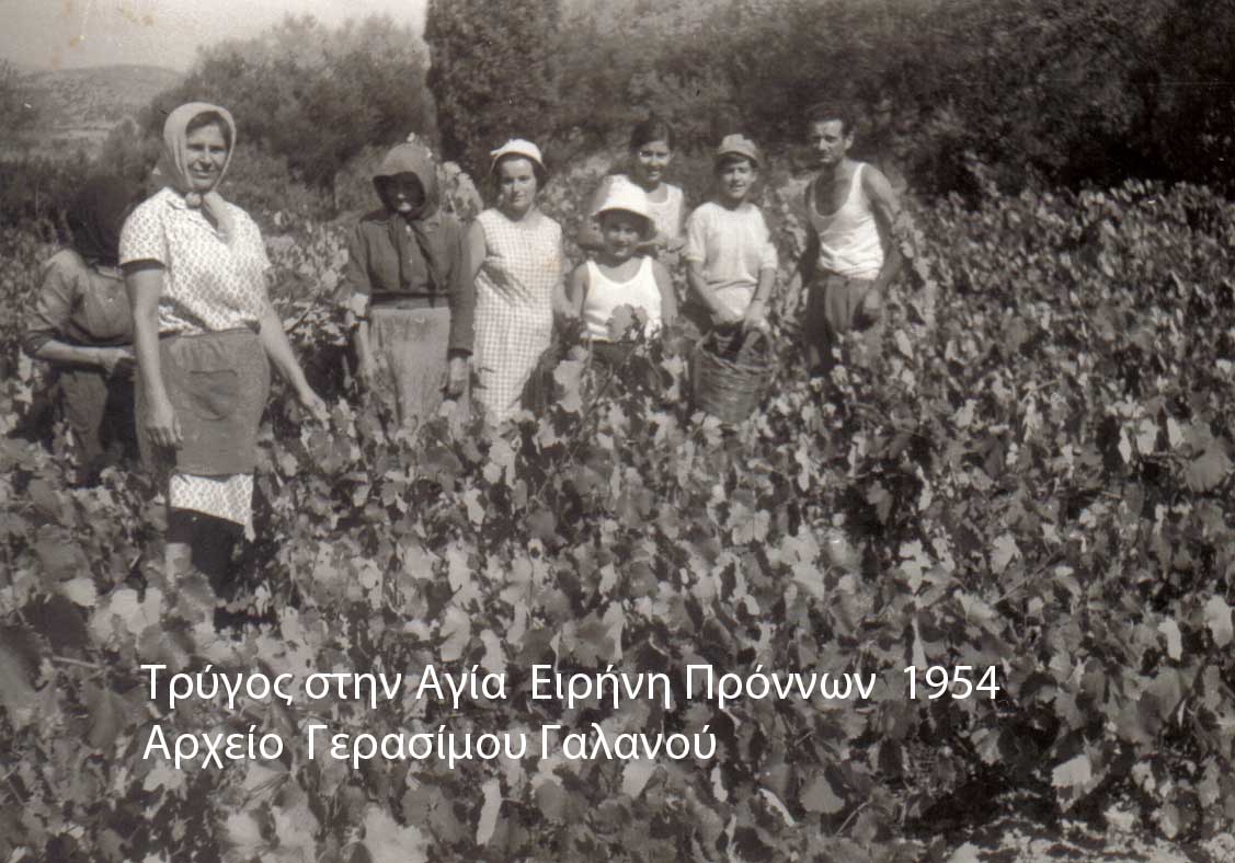 Τρύγος 1954 Αγία Ειρήνη Πρόννων 