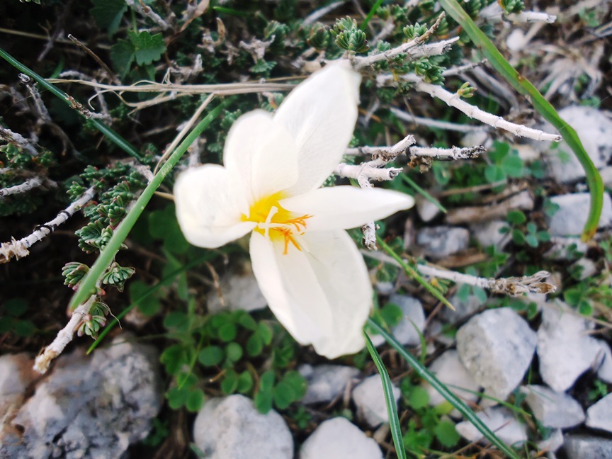 DSC00517