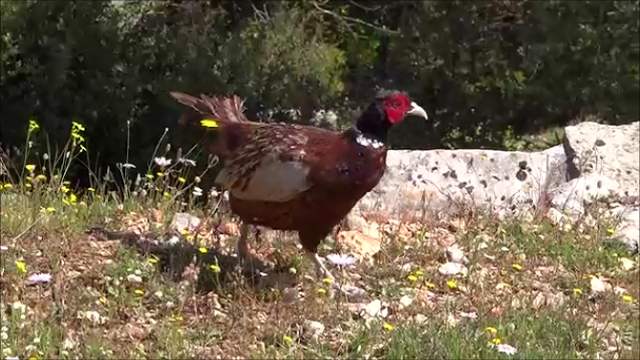 Στιγμιότυπο 7 21 4 2017 9 29 μμ