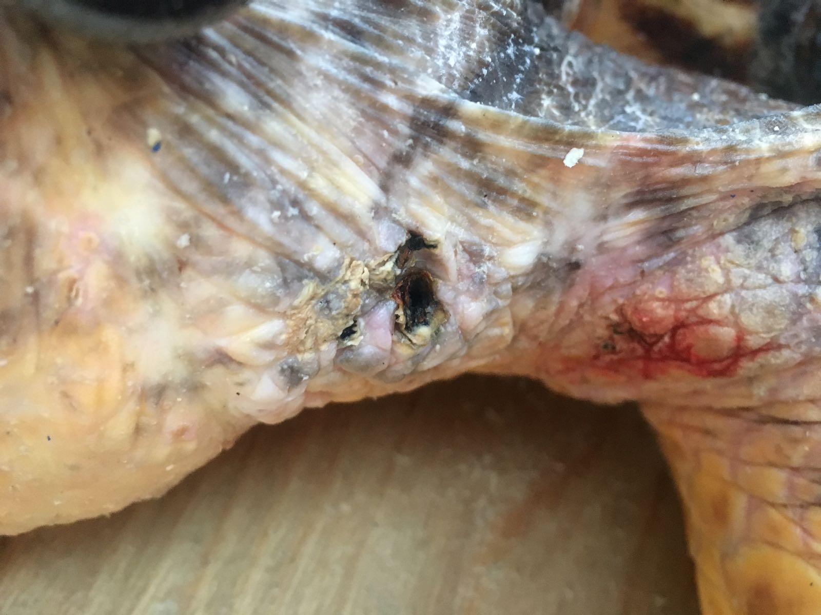 Injury after hook removed sea turtle Sami 2