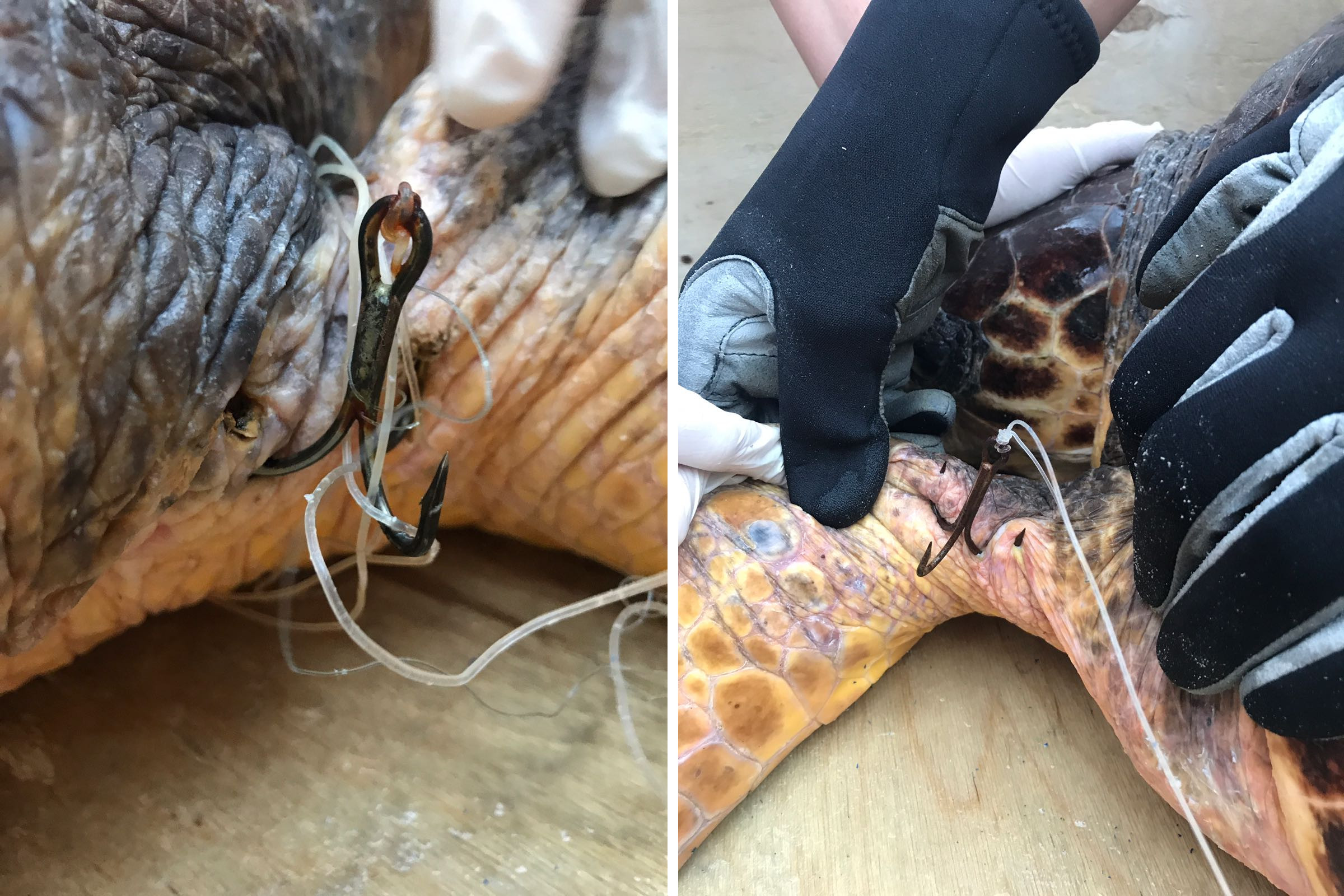 large trebble hook in male turtles flipper Sami Kefalonia