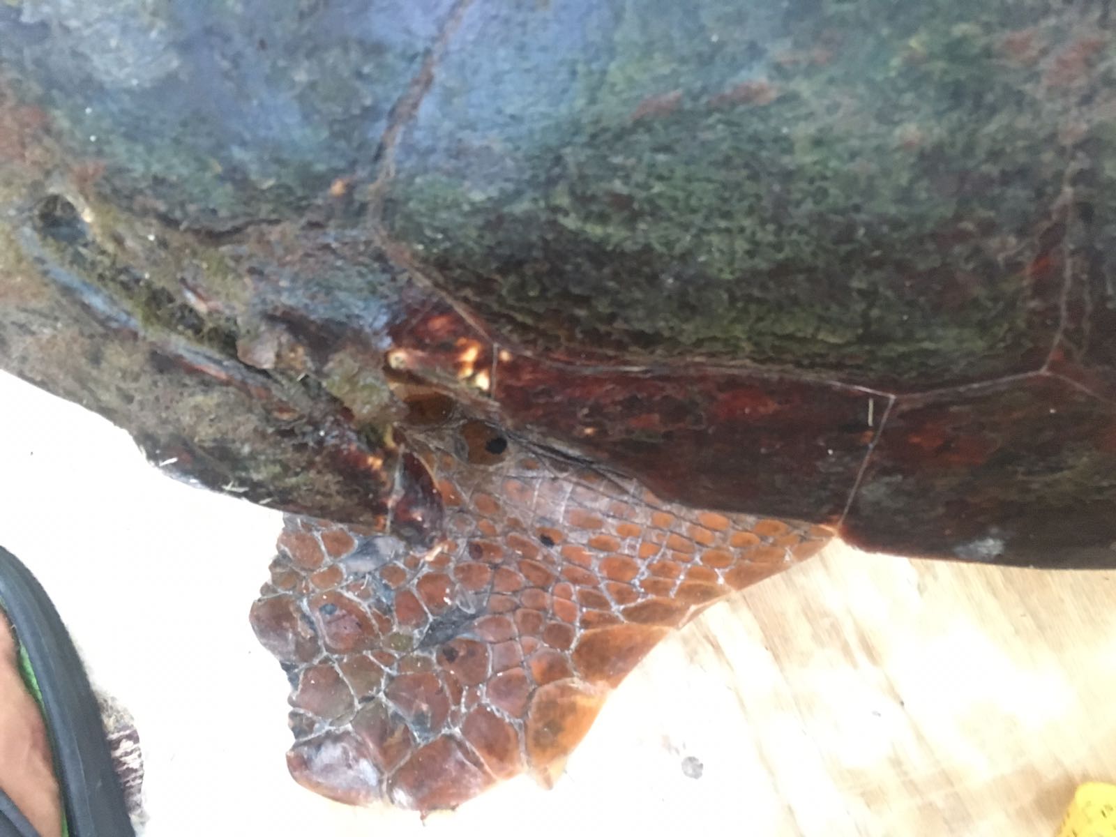 old propeller strike on sea turtle shell