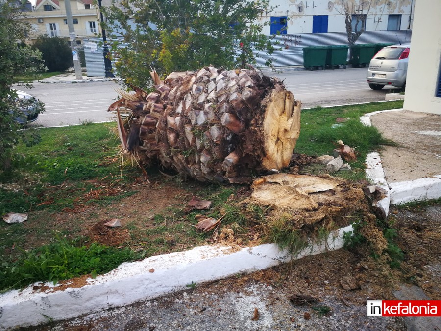 Κόκκινο σκαθάρι - Φοίνικας