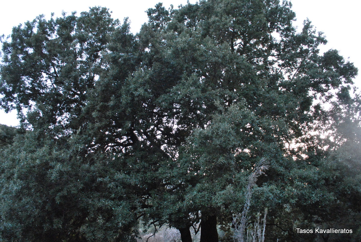30 DSC 3328
