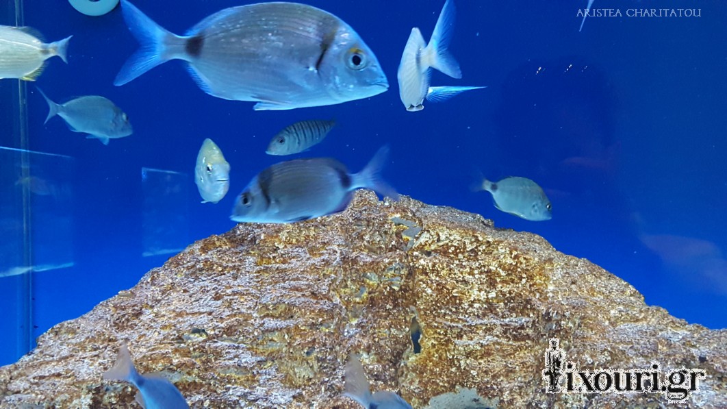 ionian aquarium lixouri1