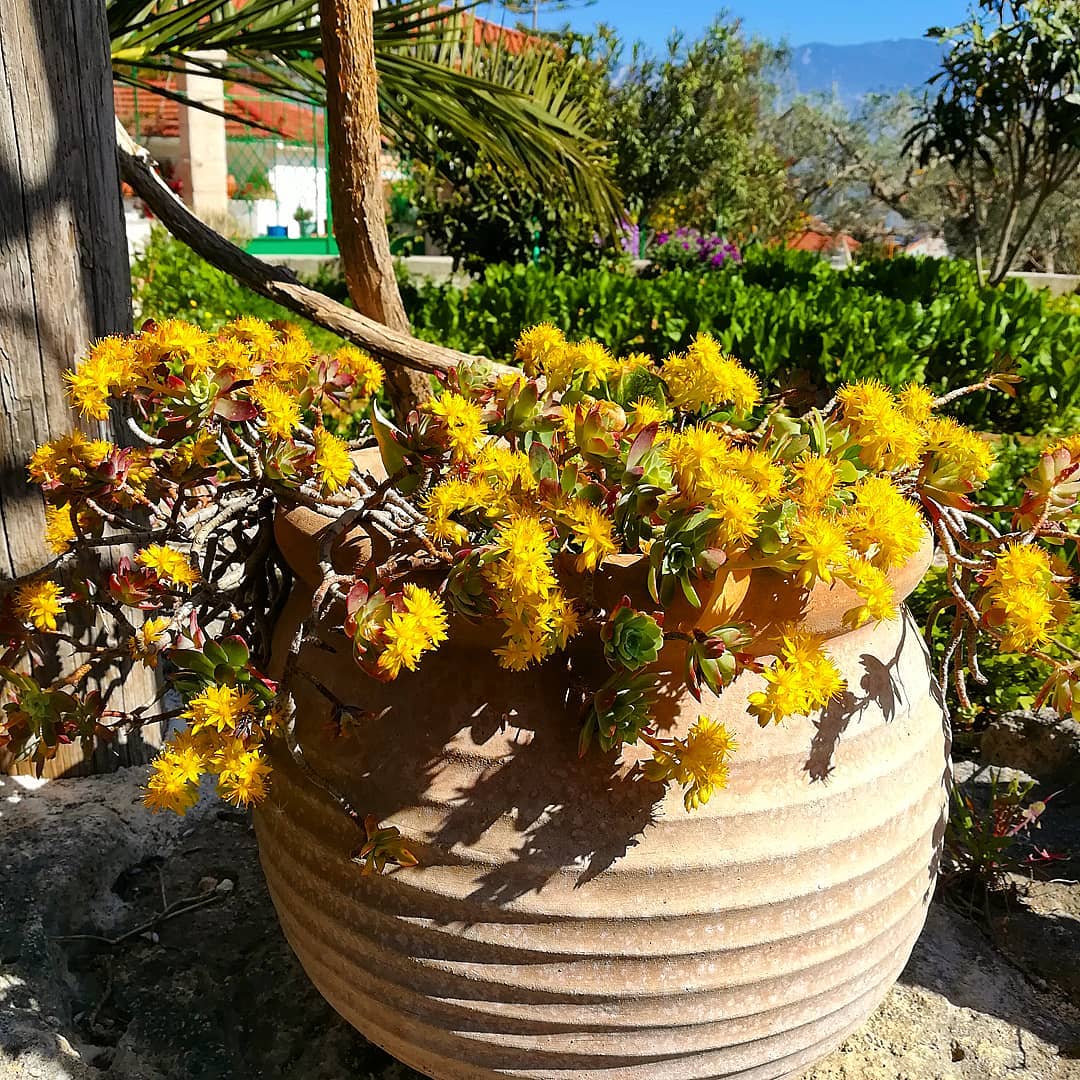discover plants 54006284 1250976491743304 2618694766866479383 n