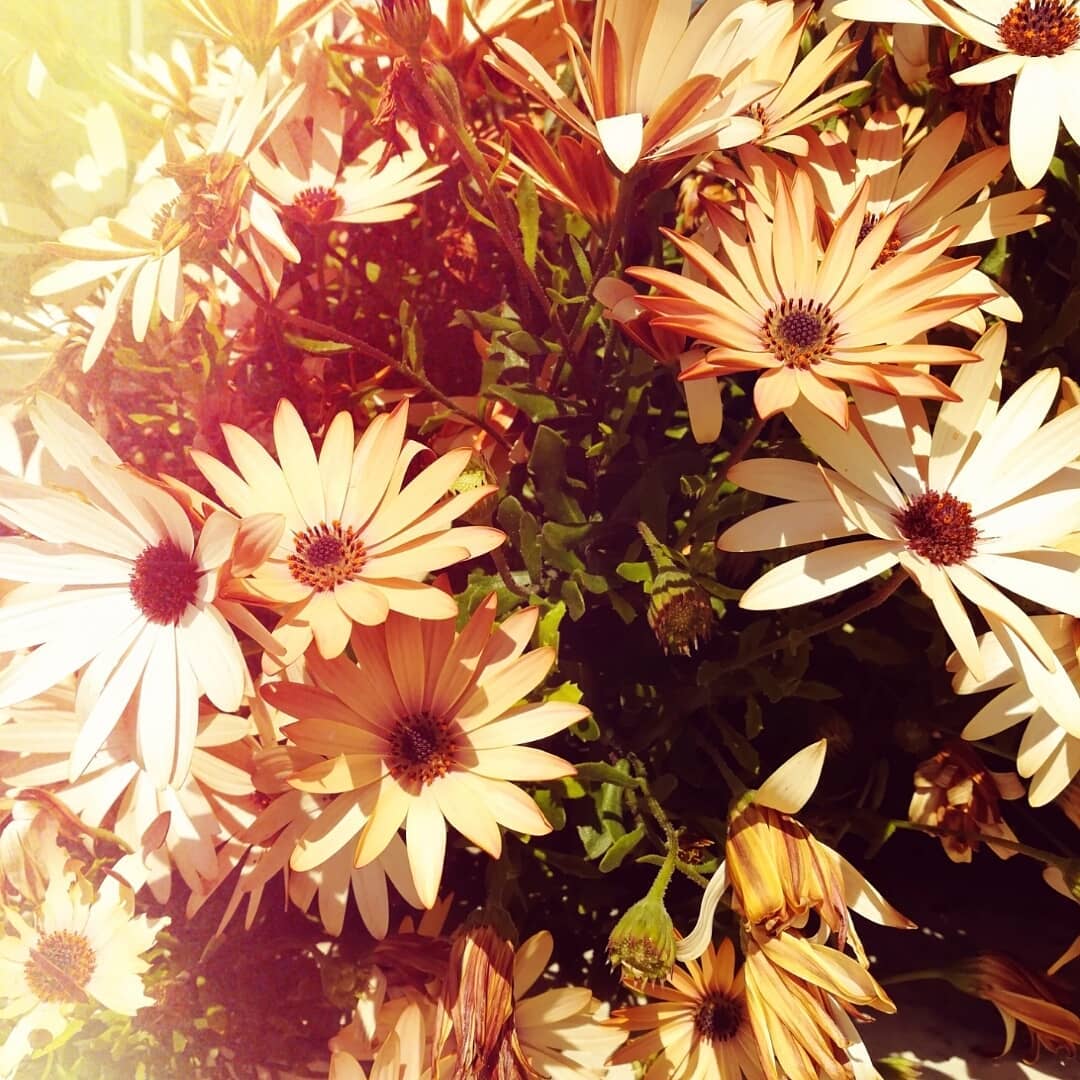 discover plants 58423614 447487505794252 3793546682847797623 n