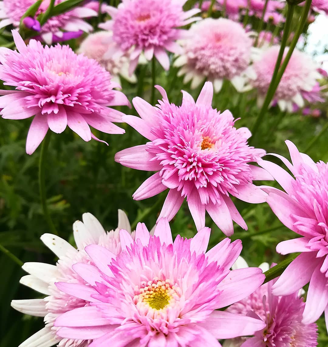 discover plants 58410751 397822204104750 8738734725761682419 n