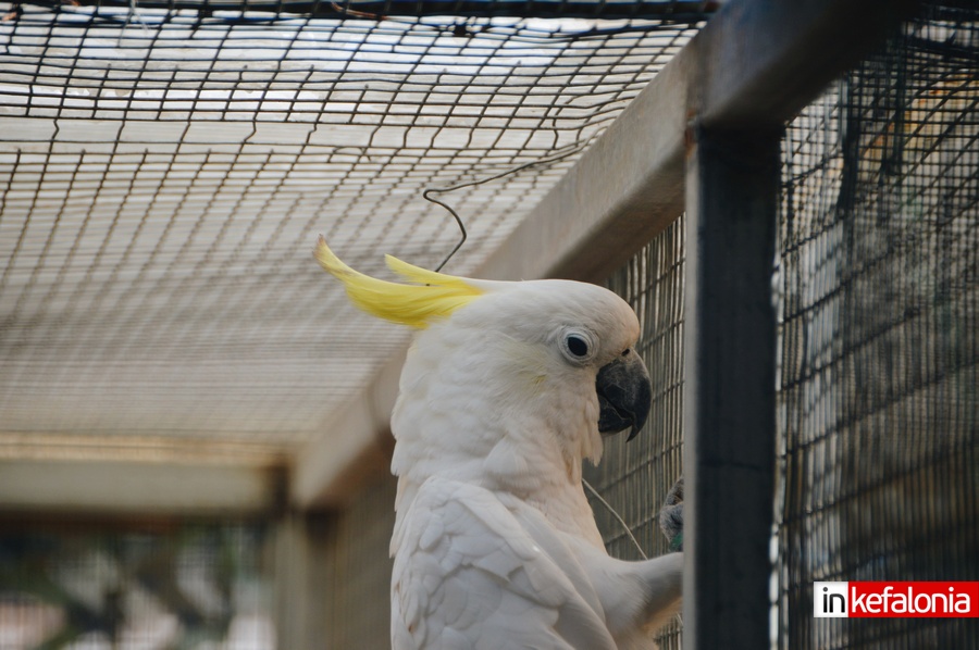 odysseas zoo land sami00003