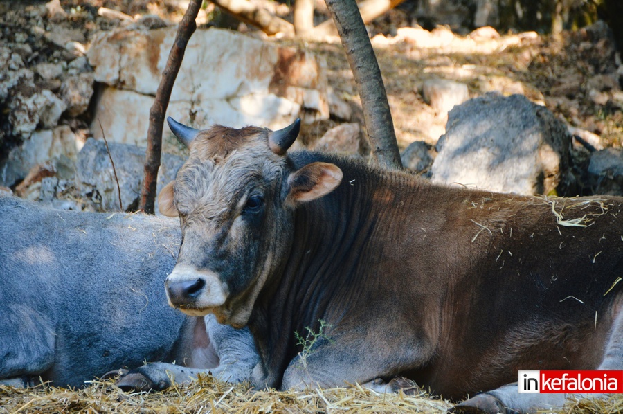 odysseas zoo land sami00007