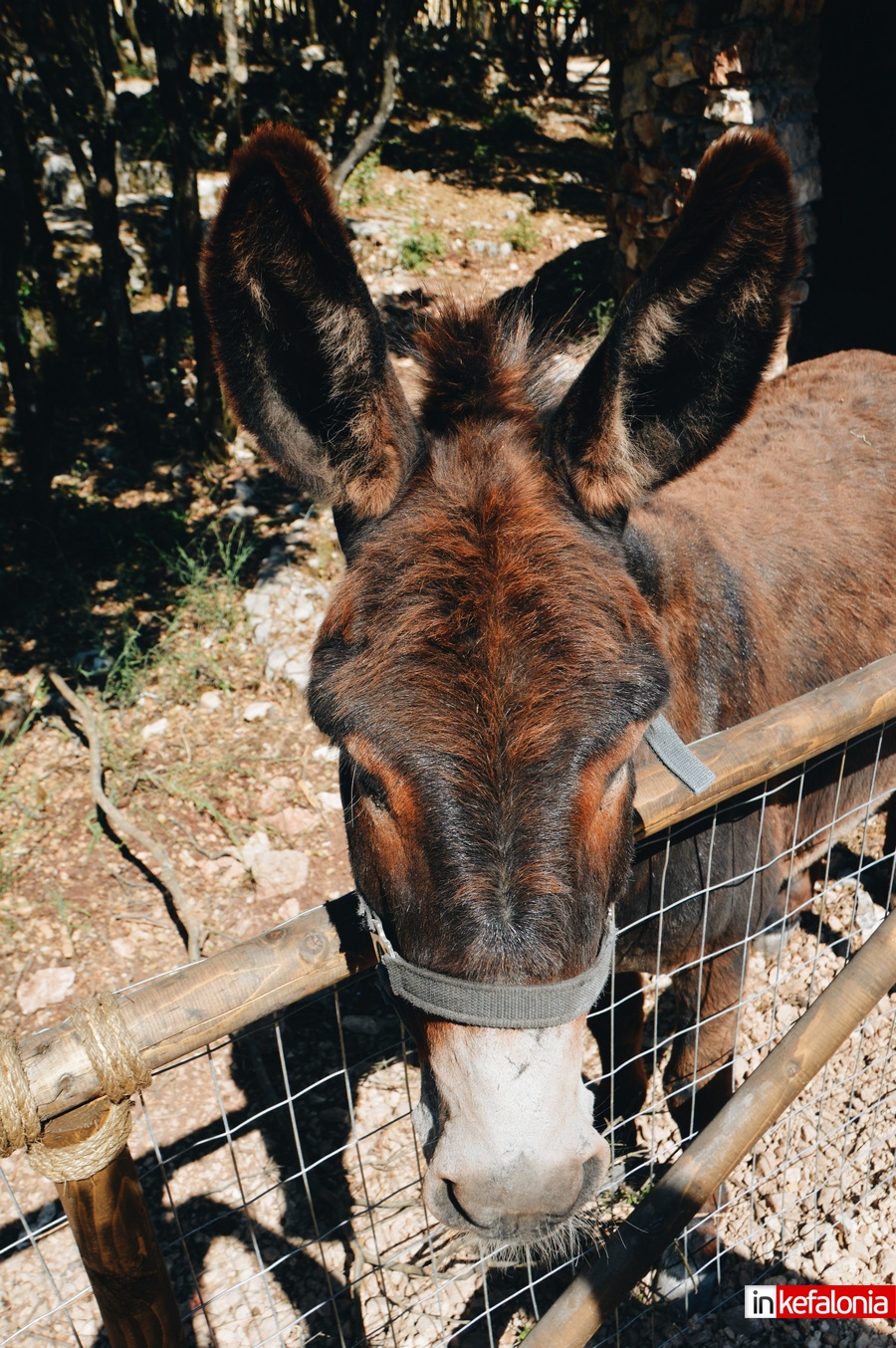 odysseas zoo land sami00009