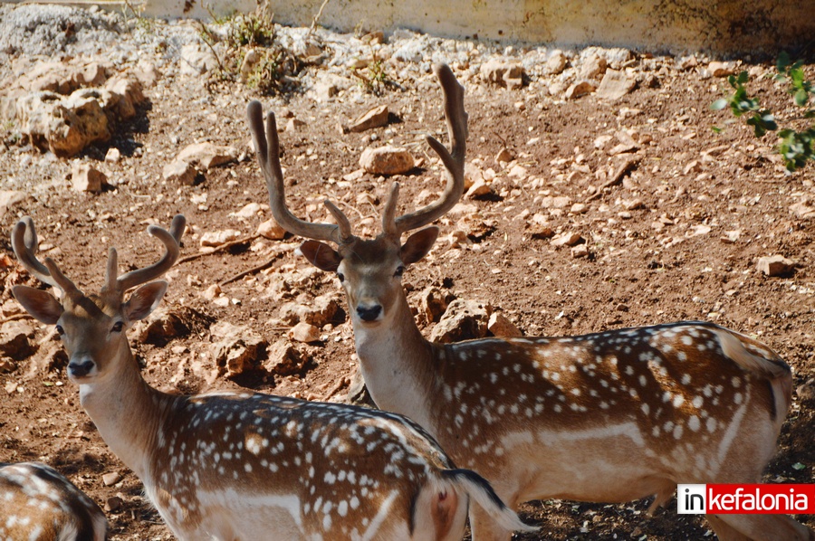 odysseas zoo land sami00016