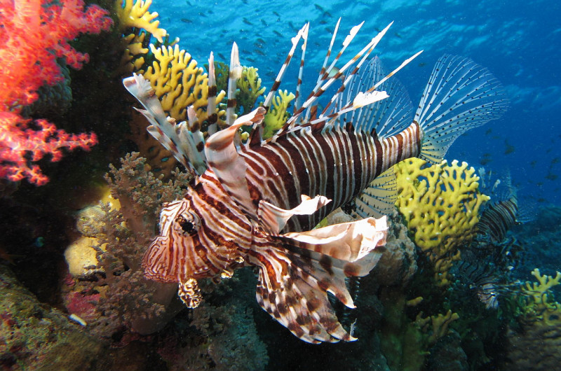 1280px common lionfish near dunraven wreck