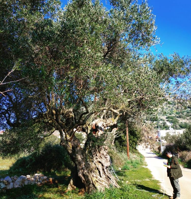 μέτρηση ελιάς