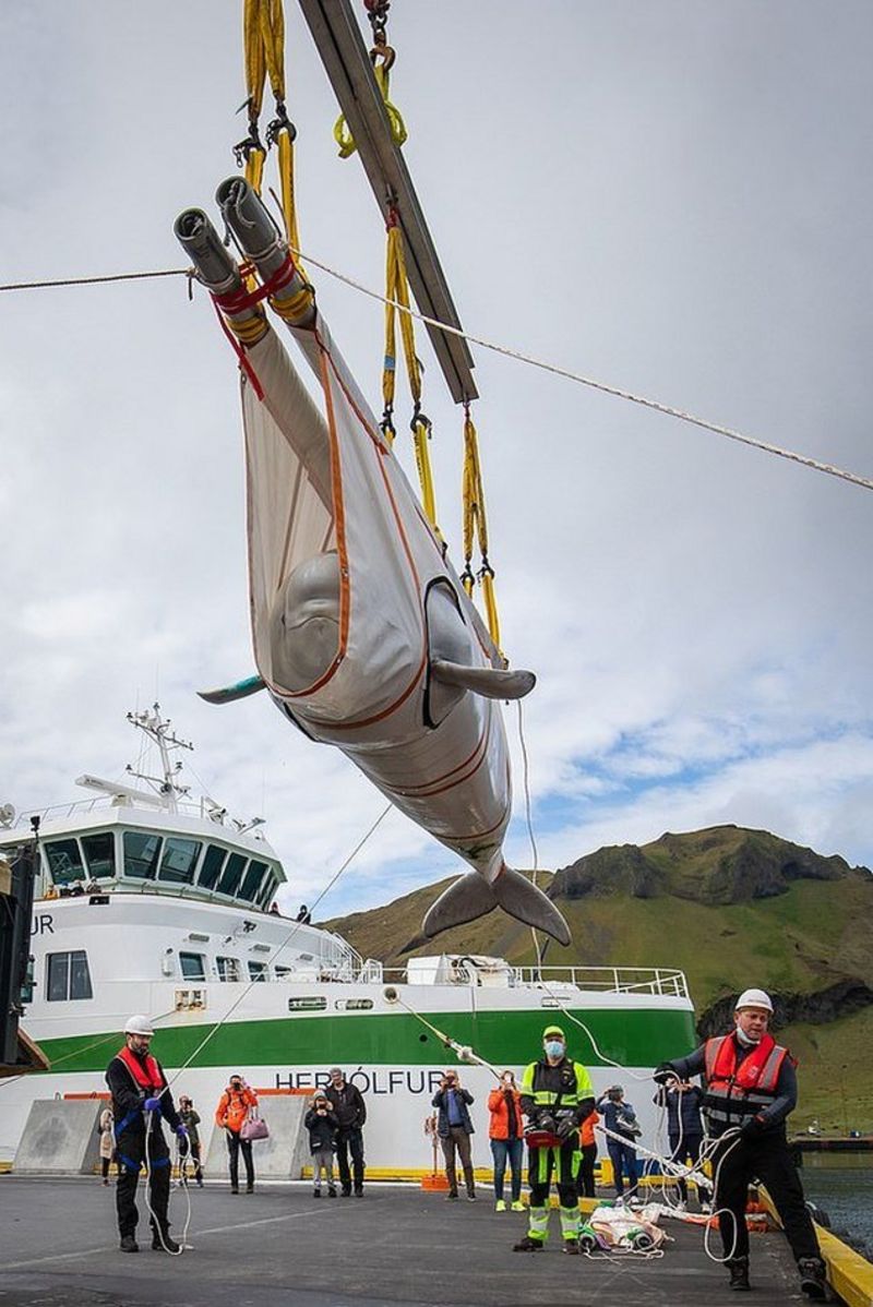 beluga falaines islandia wkeanos