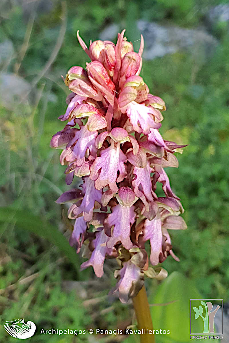 Himantoglossum robertianum