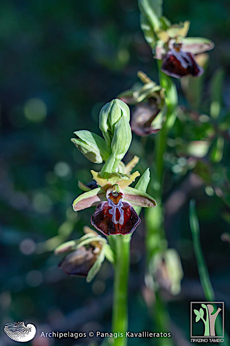 Ophrys sphegodes
