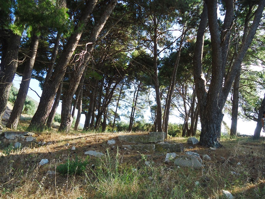 thinia 6