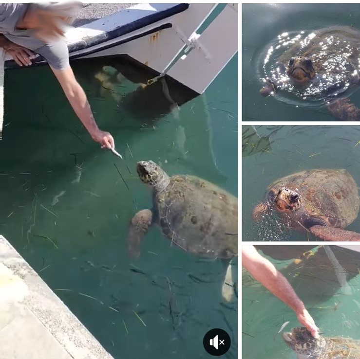 01 feeding turtle harbour Argostoli