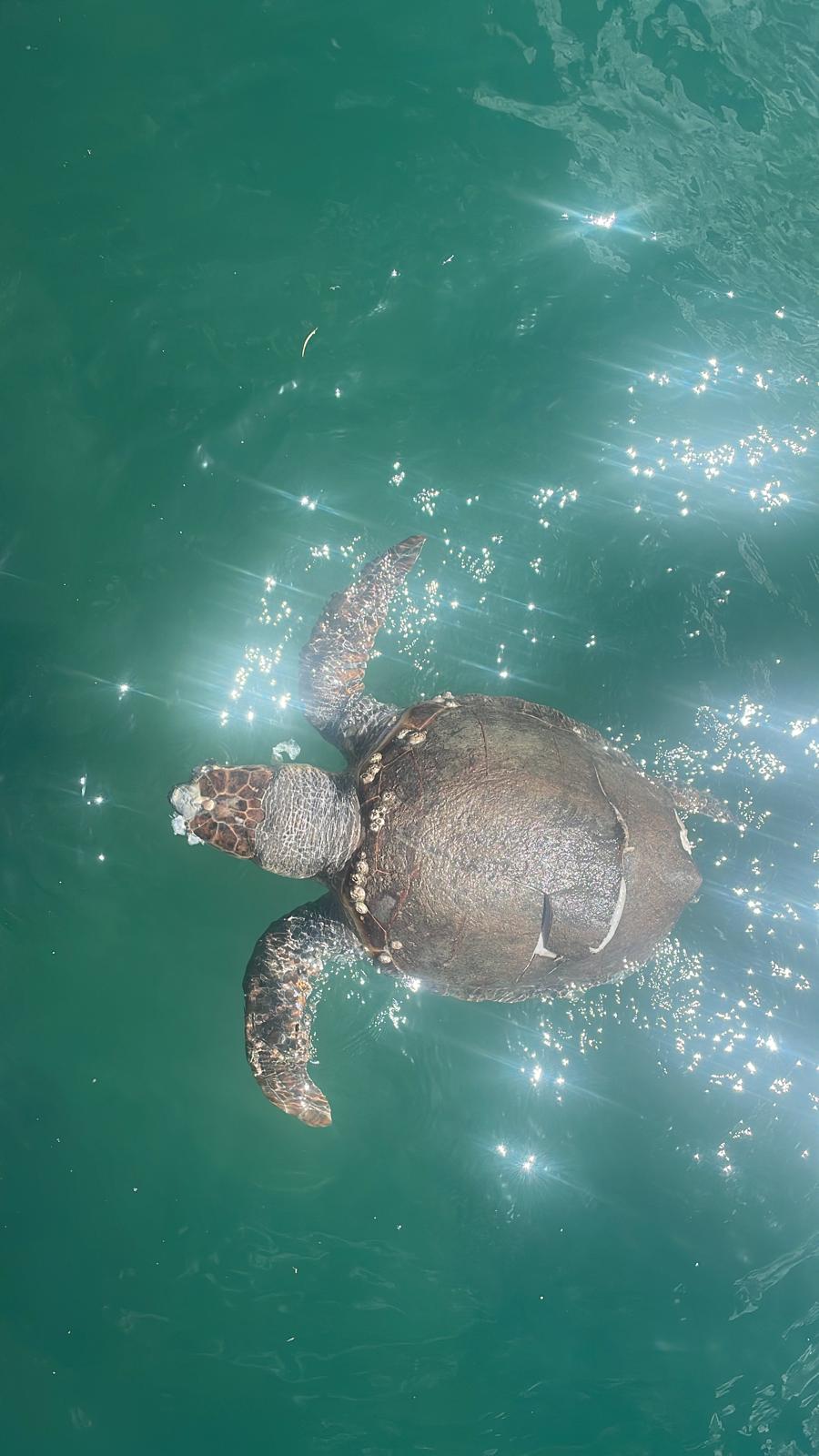 03 dead turtle speedboat Argostoli 1