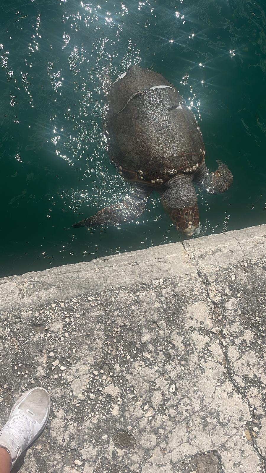 04 dead turtle speedboat Argostoli 2