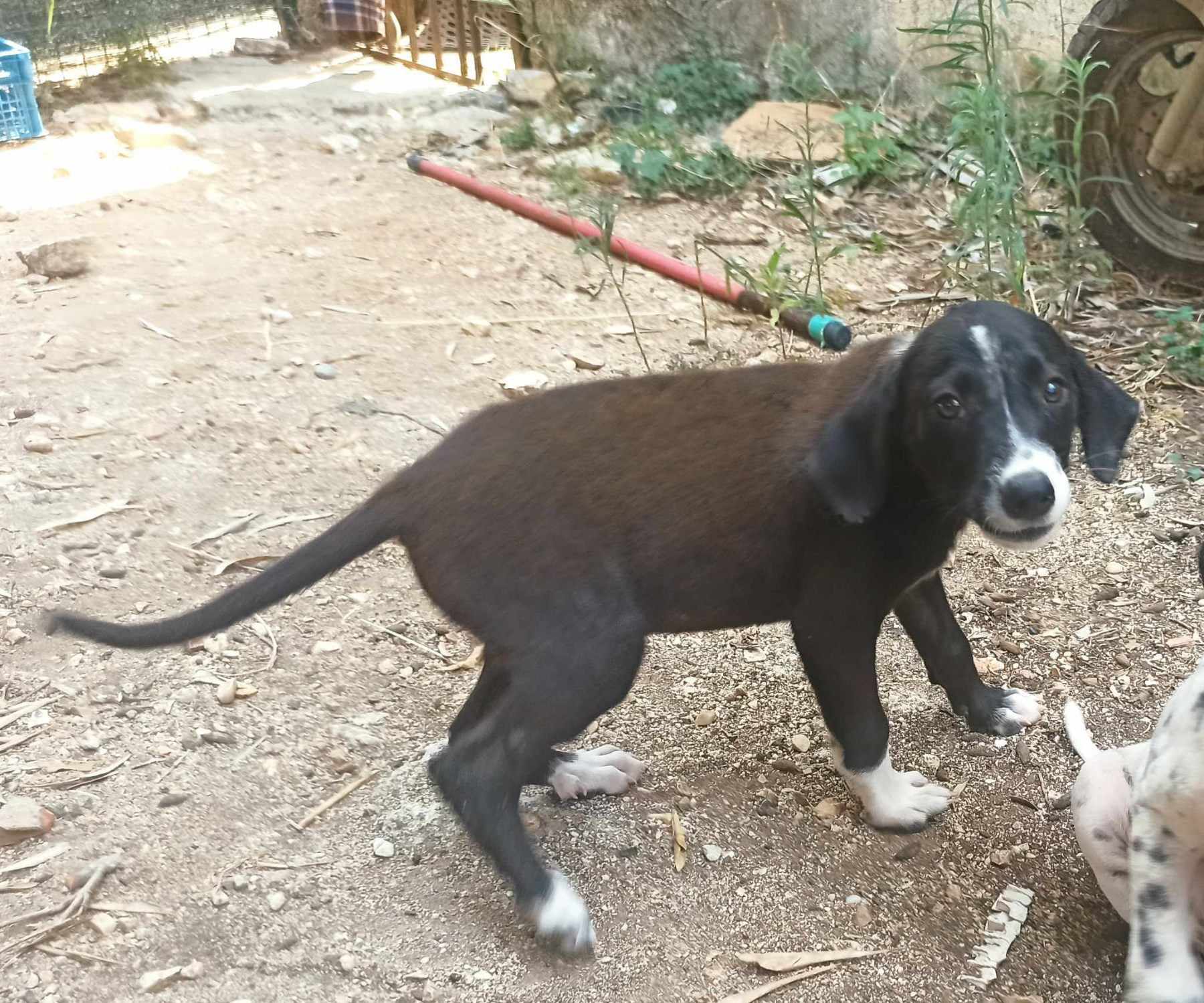 σκυλάκι που υιοθετήθηκε