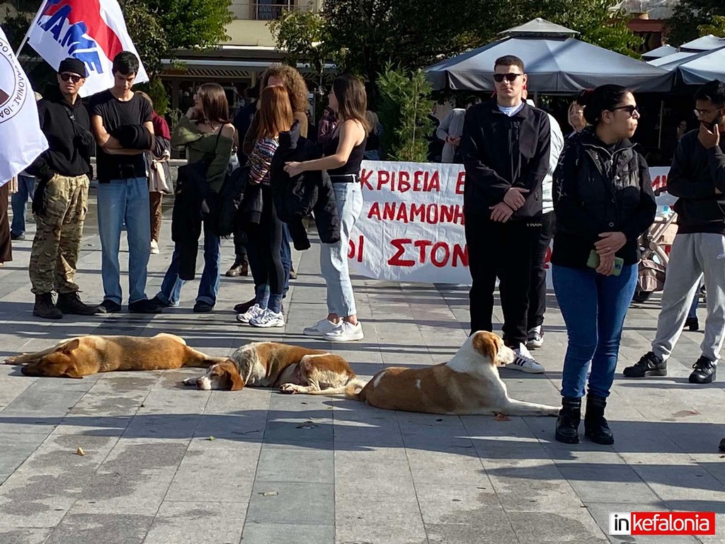 εικόνα Viber 2024 11 20 11 39 45 962