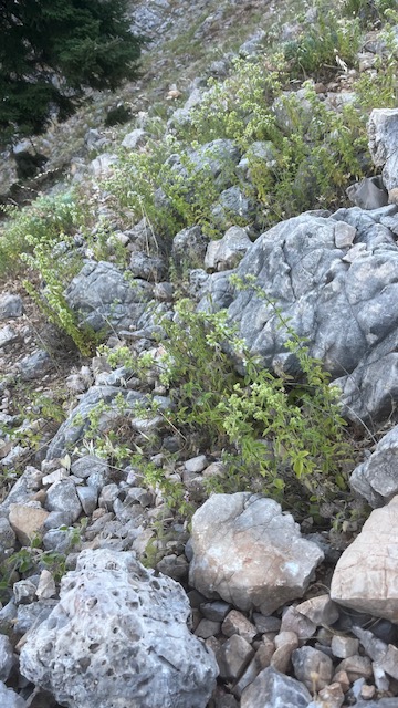 IMG 3249