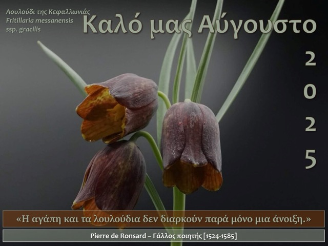 faed89f1 6b49 41f7 b1ee a2a3990607a5 μέτρια