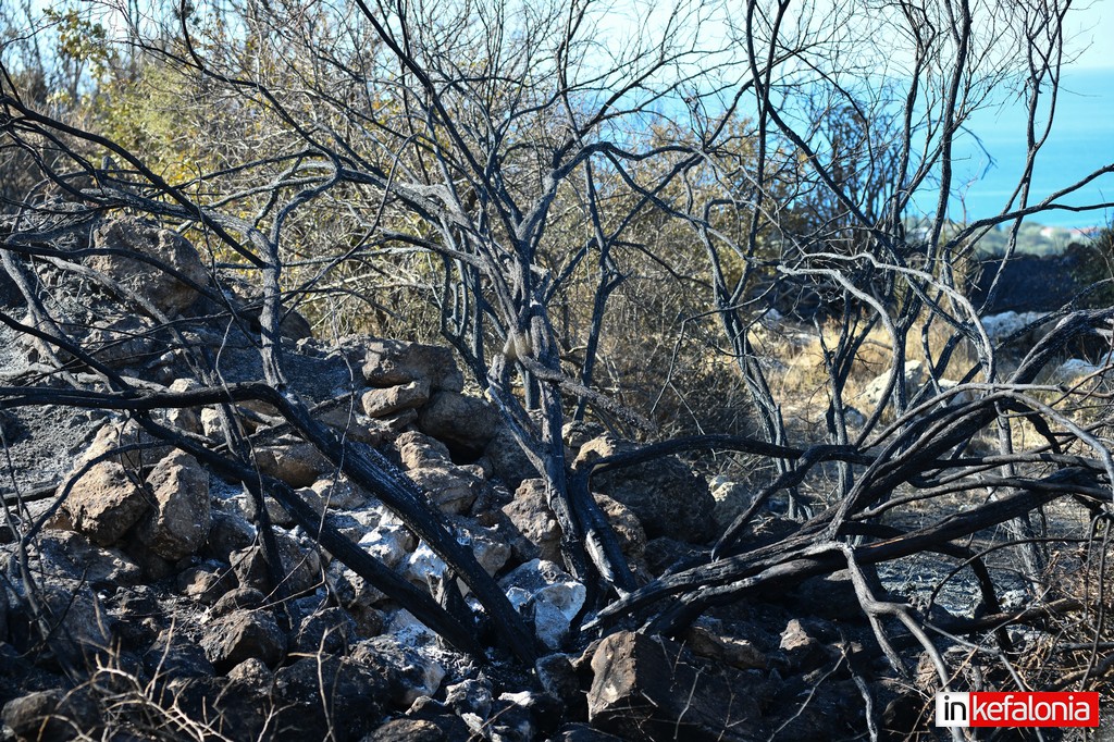 DSC 4524