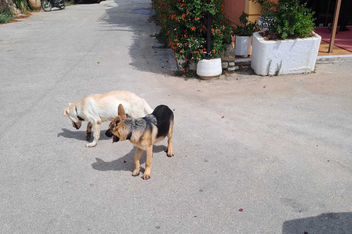 εικόνα Viber 2025 09 17 14 29 12 528