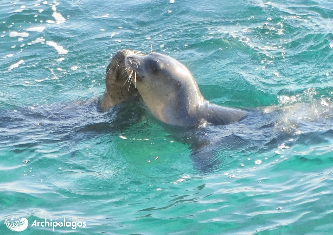 1 Archipelagos 2021 MAR 28 Piniatorou XENOPHON CHALDAS DSC00490