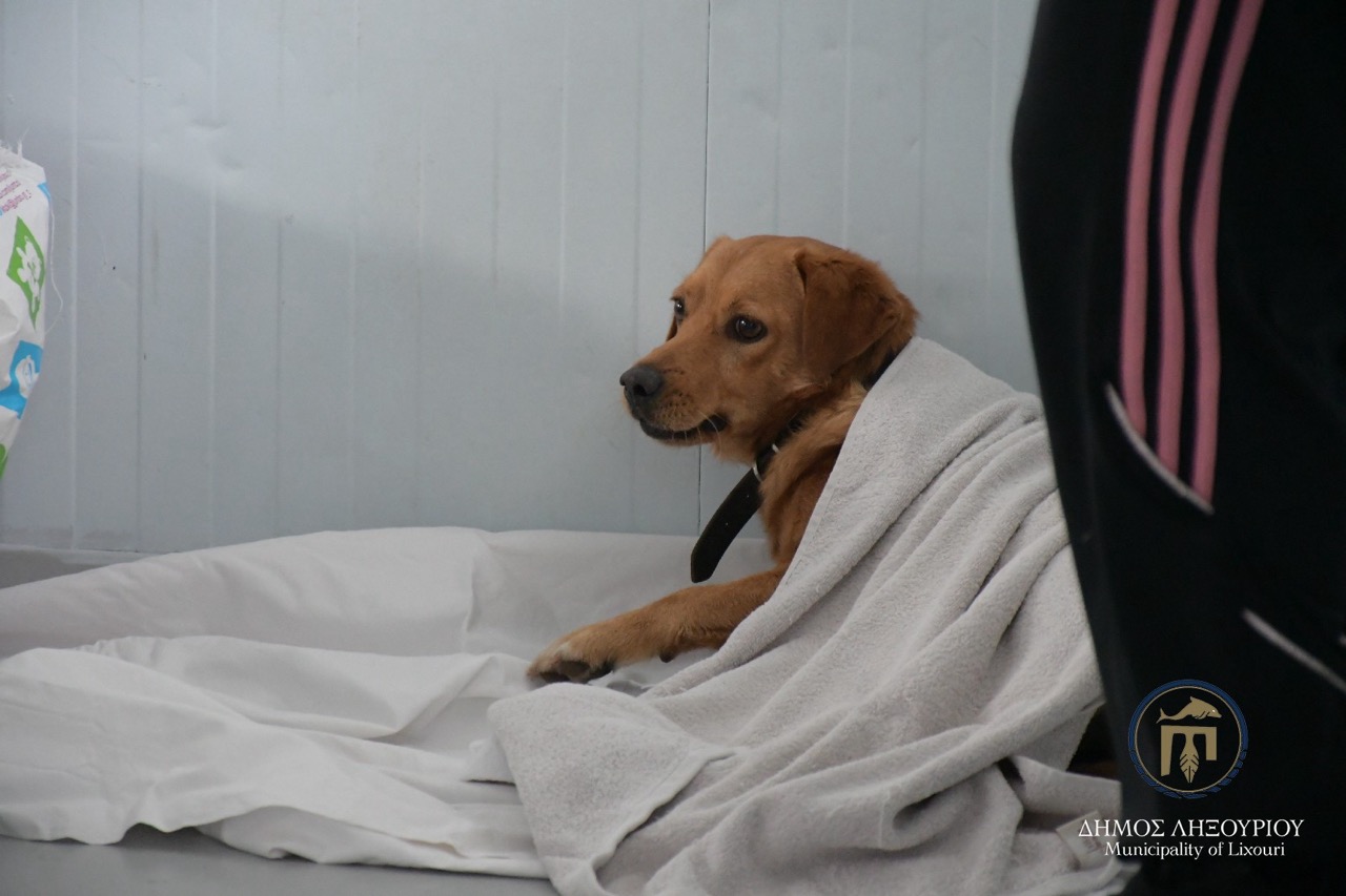 stiroseis adespota lixouri12