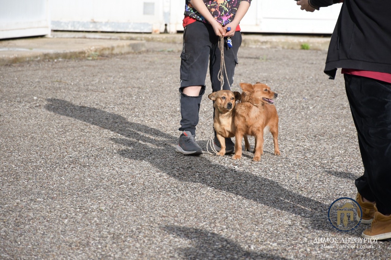 stiroseis adespota lixouri8