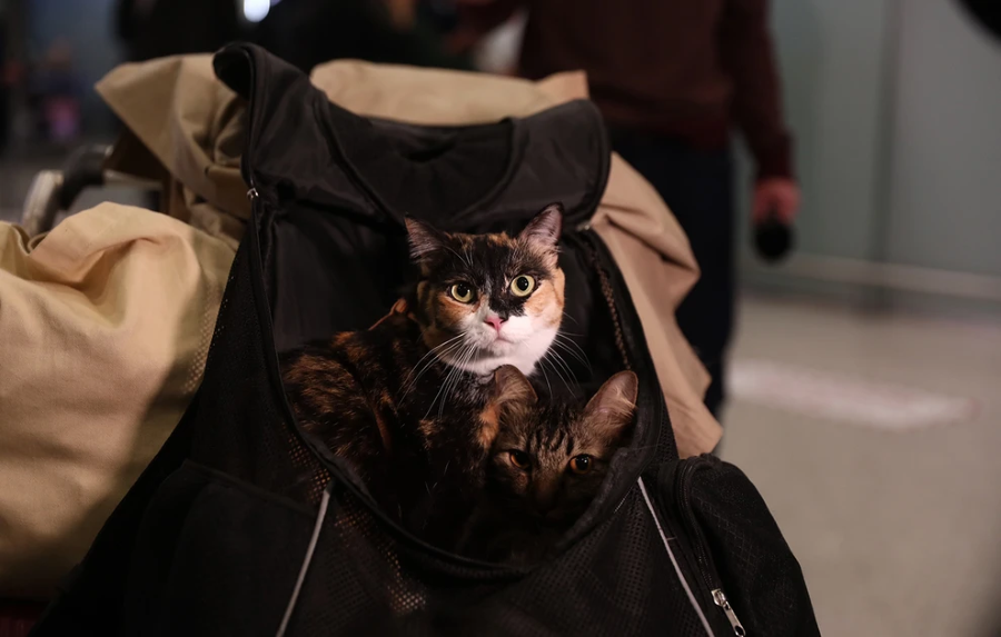 epanapatrismos apo dubai1 jpg