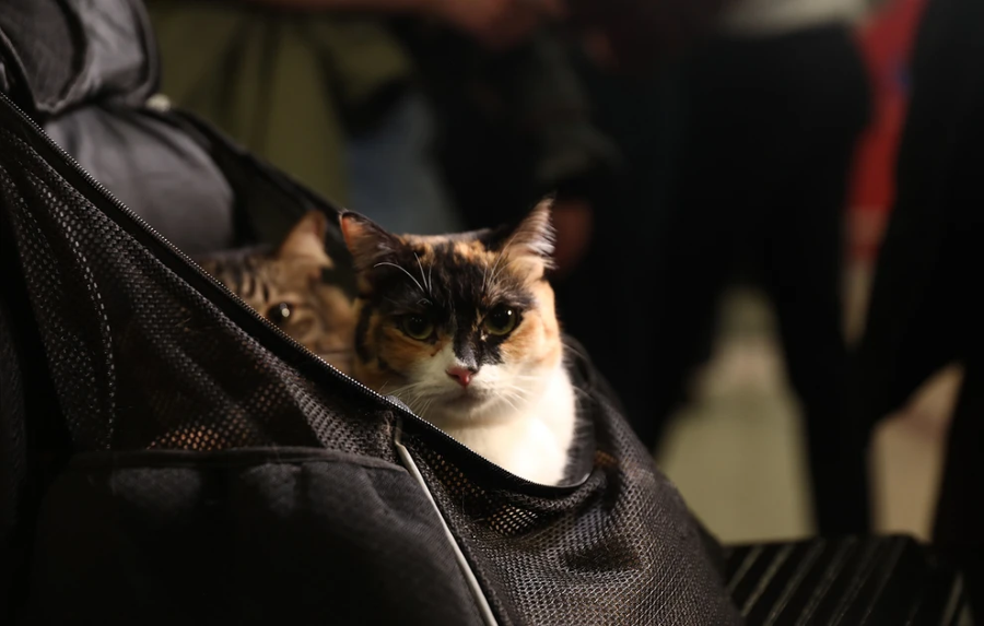 epanapatrismos apo dubai5 jpg