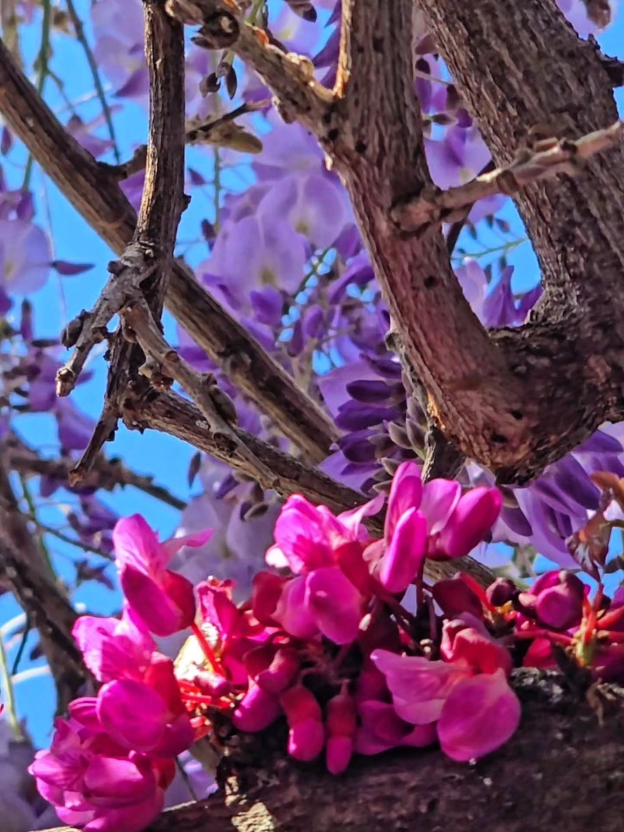 tinashoushou 1775472083078