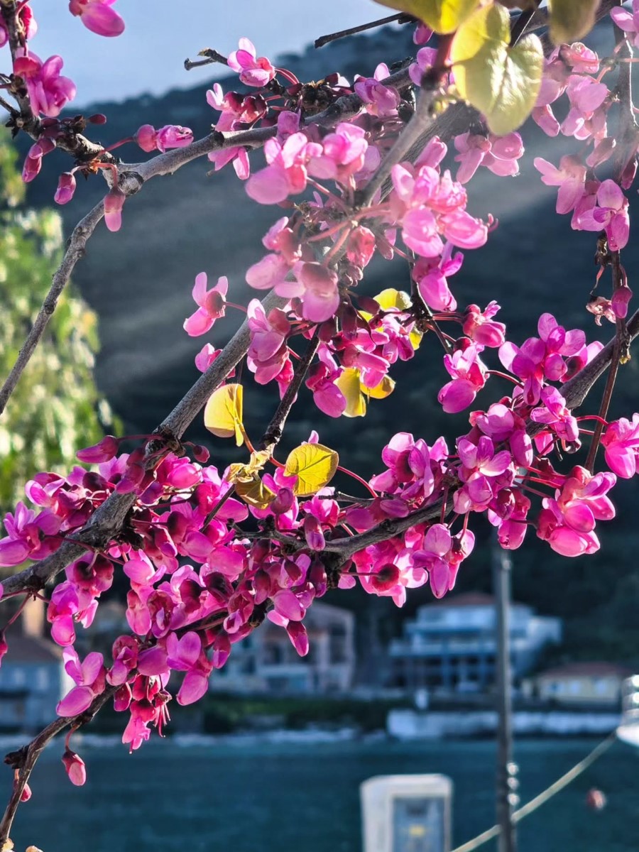 tinashoushou 1775472090655