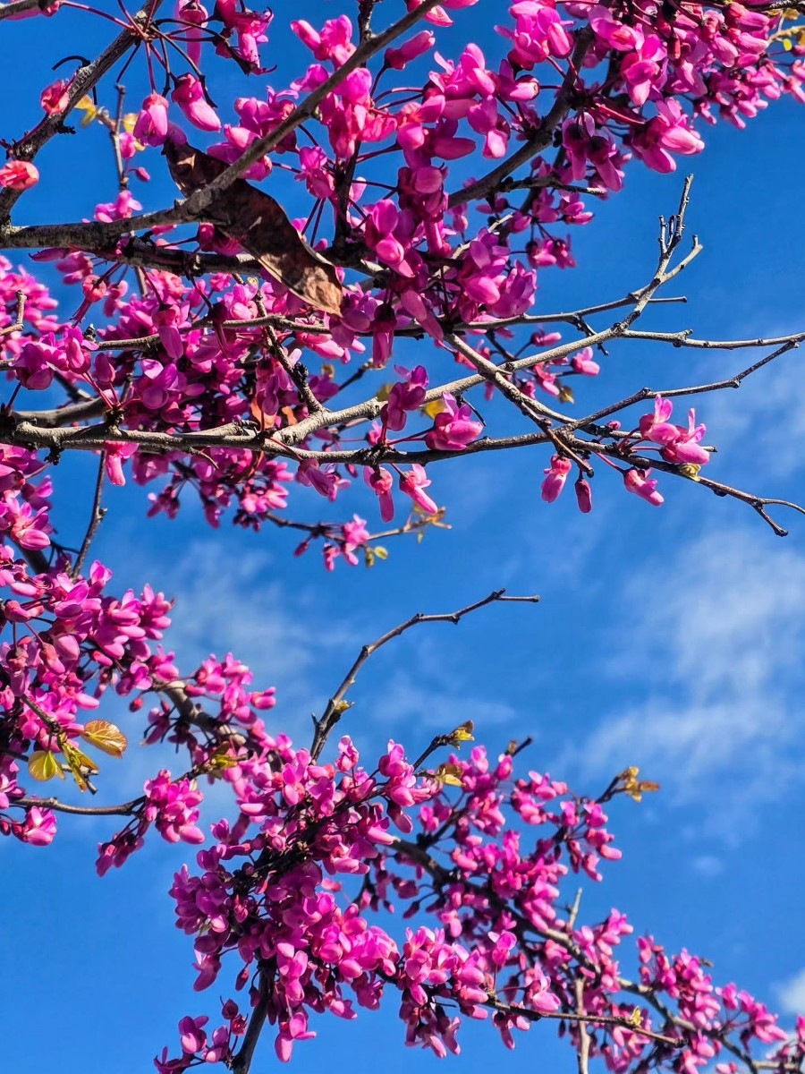 tinashoushou 17754720906551