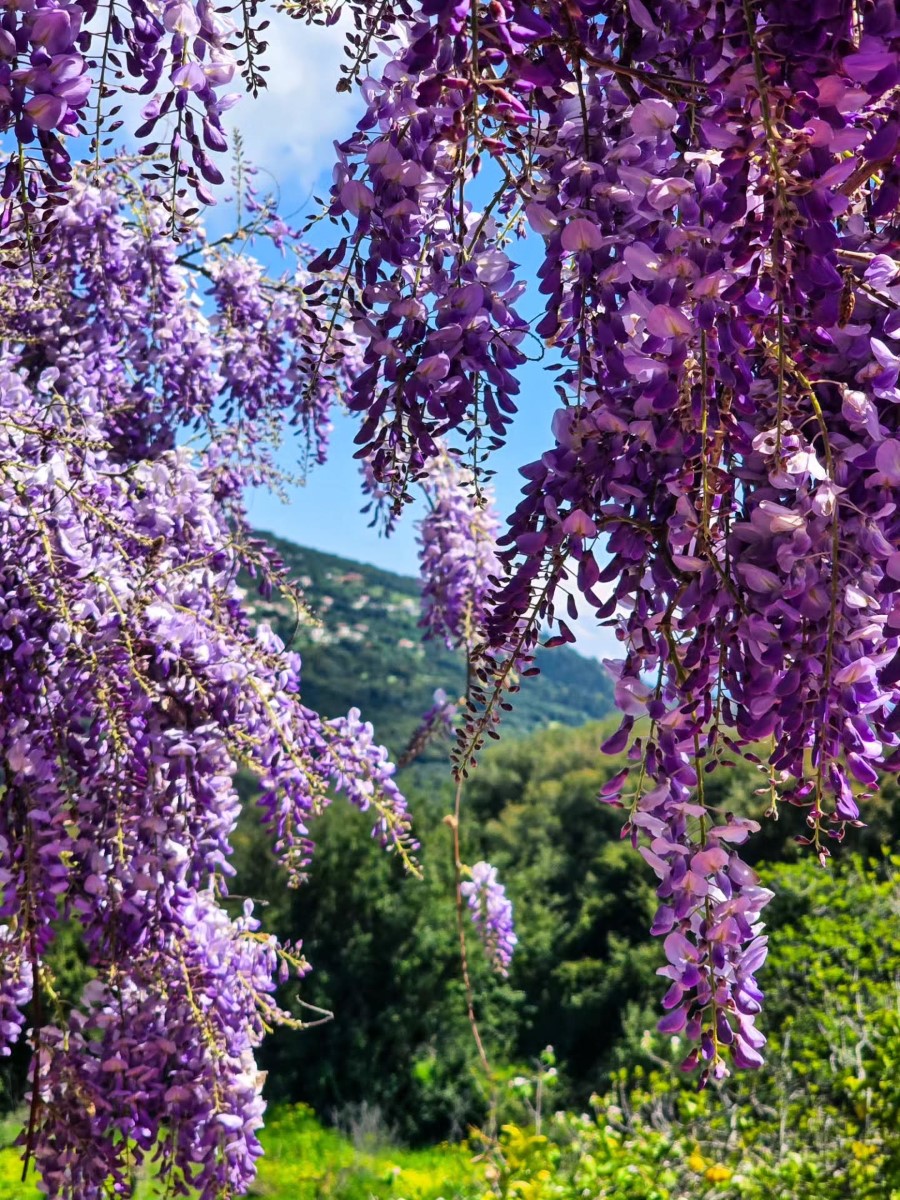 tinashoushou 1775472118496