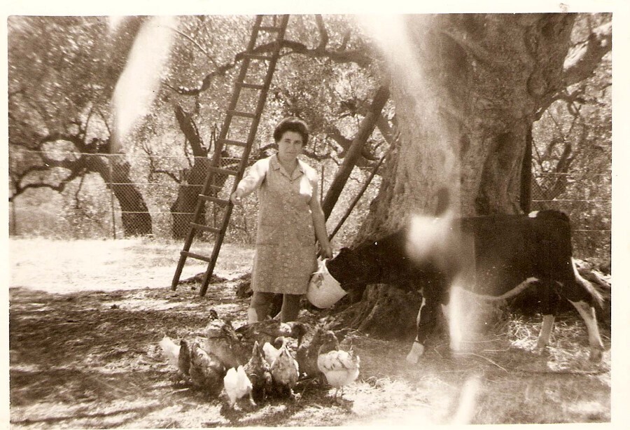 με τις κότες 4e346