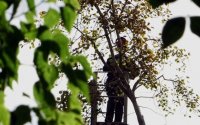 Απλοποιείται η διαδικασία για κοπή ή κλάδευση δέντρων από κήπους και αυλές