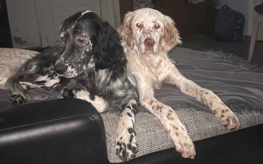 Χάθηκαν δύο σκυλάκια στο Πυργί