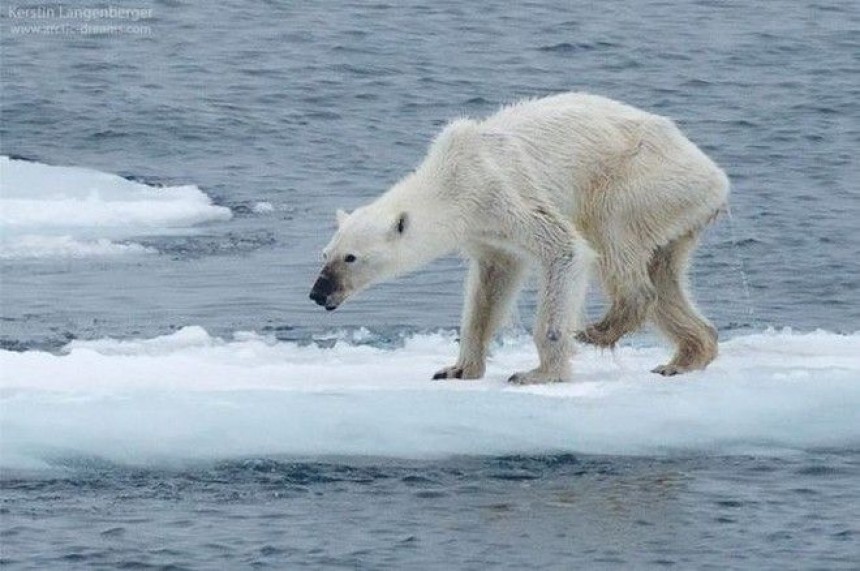 Δραματικές εικόνες: Πολικές αρκούδες λιμοκτονούν εξαιτίας της κλιματικής αλλαγής