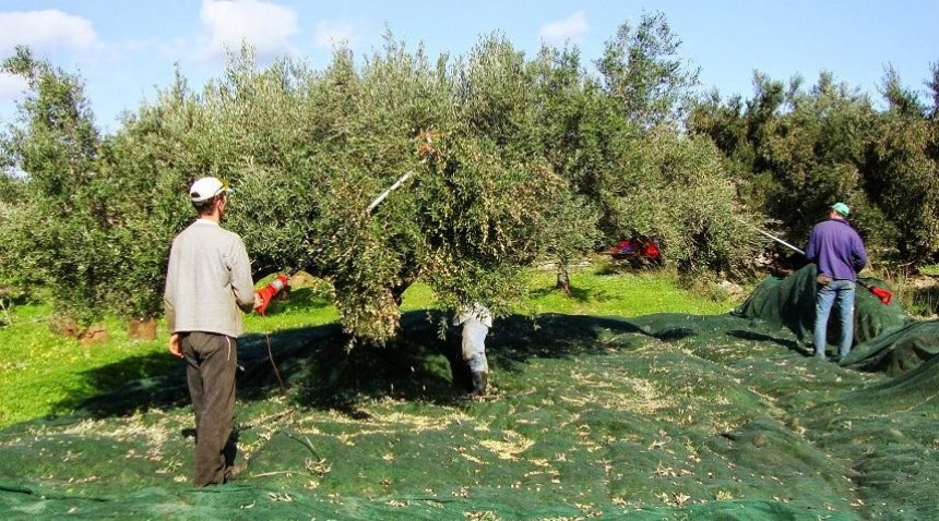 Από 29 Οκτωβρίου ξεκινά η ελαιοσυλλογή στην Κεφαλονιά