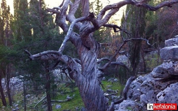 Δέντρο, έργο τέχνης στην Κεφαλονιά!