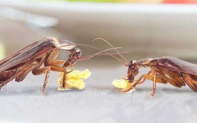 Βρήκα κατσαρίδα στο σπίτι - Τι να κάνω